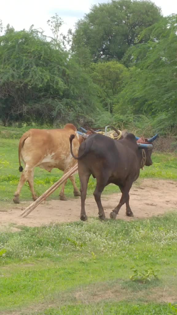 @srinagamalli