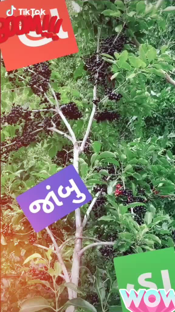 @😎😎😎Banna shertha