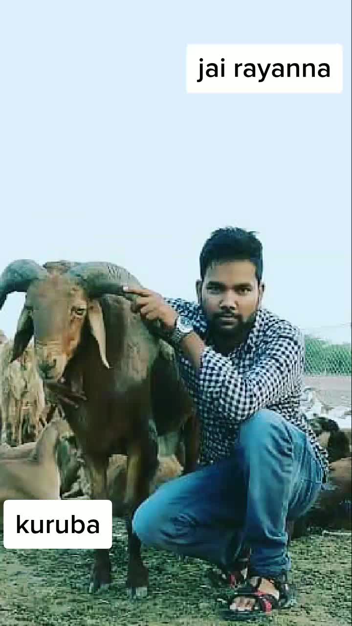 @kuruba shivaraju