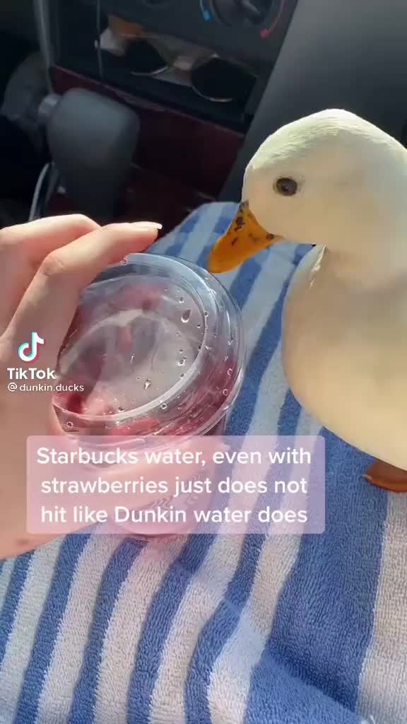 @animals.soft.videos