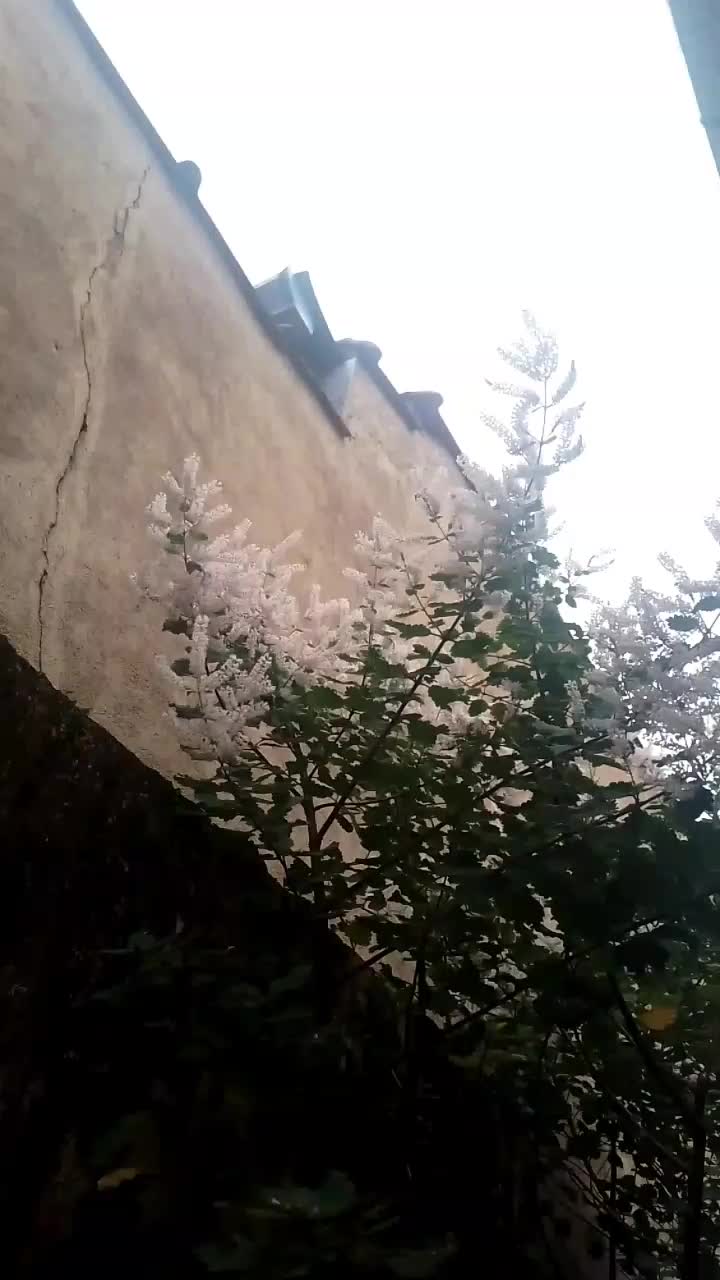 @floravitoreli