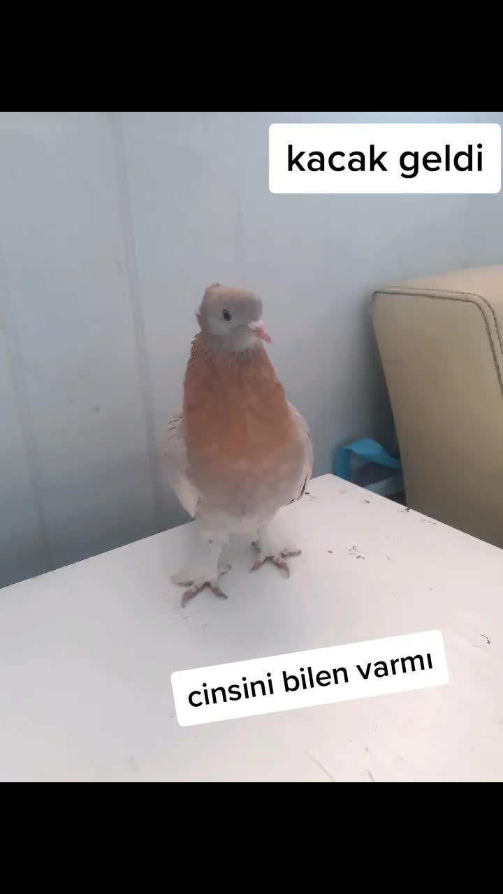 @Muhamet Özsoy