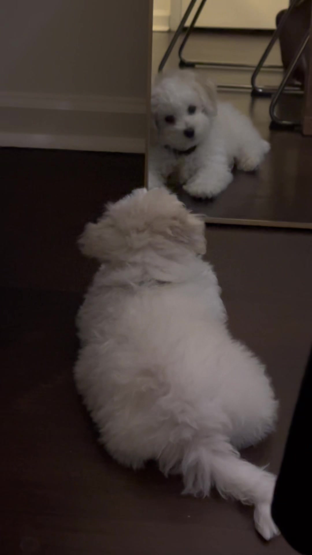 @Rui the Bichon