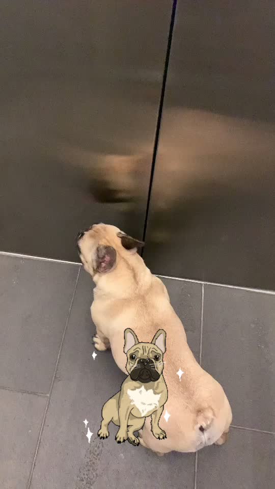 @Miss Lola the Frenchie