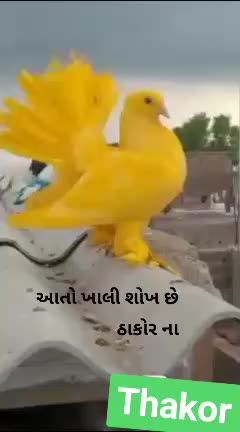 @Arvind thakor