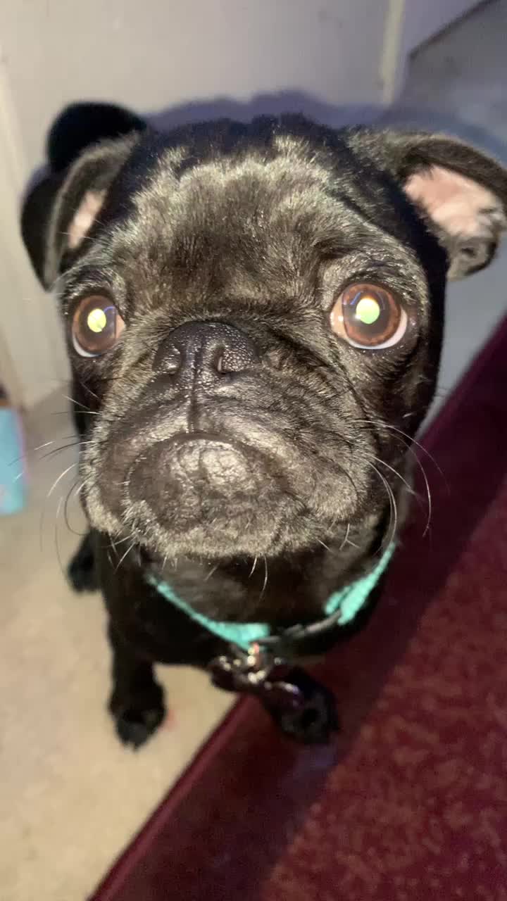 @Benji The Pug