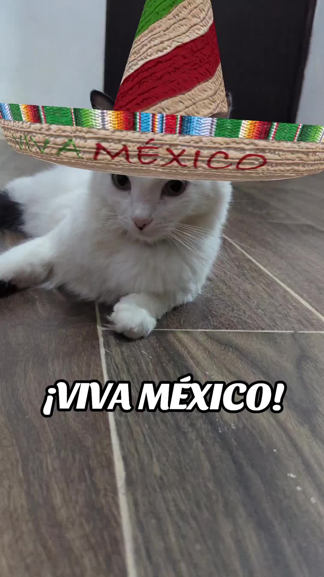 @Boinas 🐱