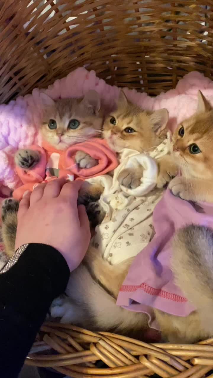 @🦋Cattery_Airveils🦋