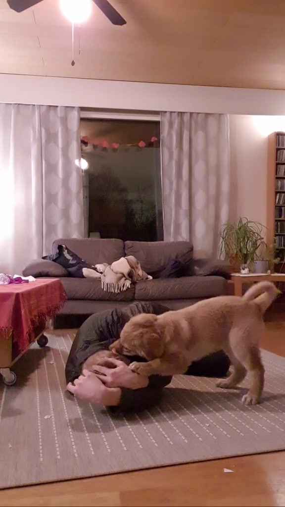 @Hilda the hoffi🐶🐾