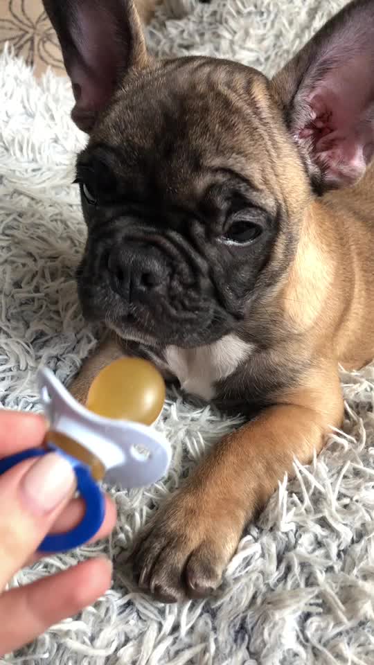 @Frenchbulldog_Zora