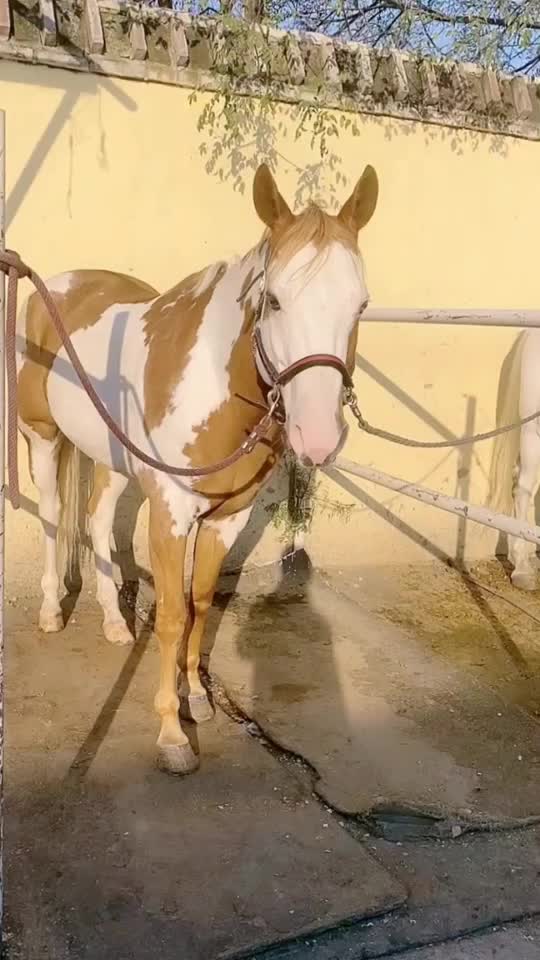 @Horse🐴🦄💕