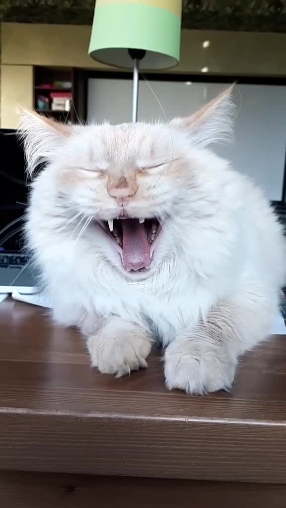 @𝕧𝕒𝕤𝕚𝕝𝕚𝕤𝕒_𝕗𝕠𝕩