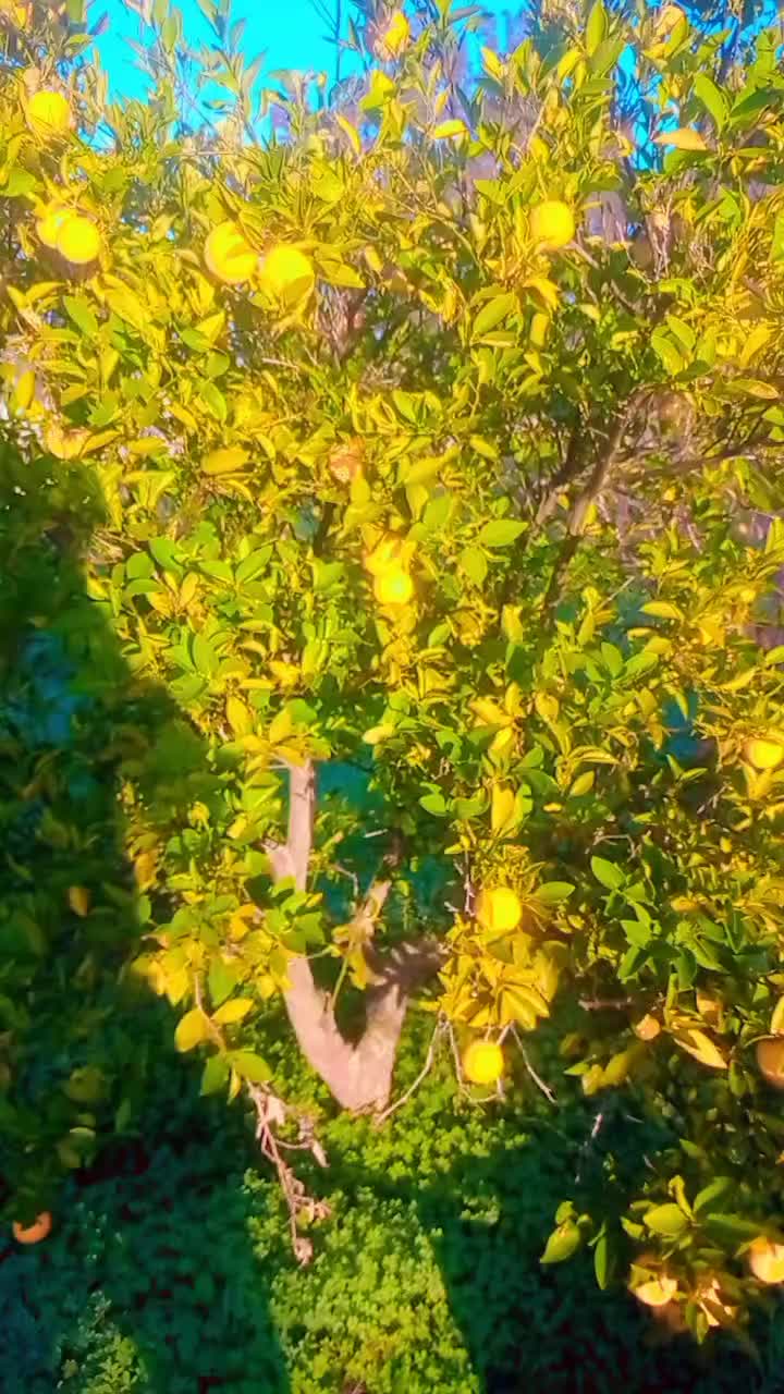 @راحيم المريول