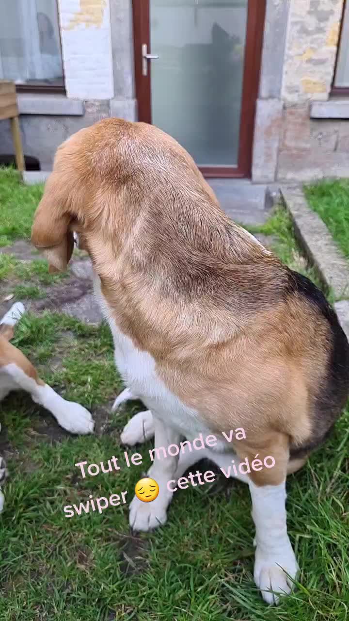 @zeldaline