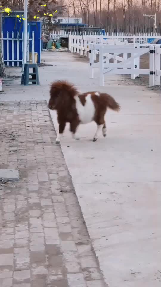 @Horse🐴🦄💕