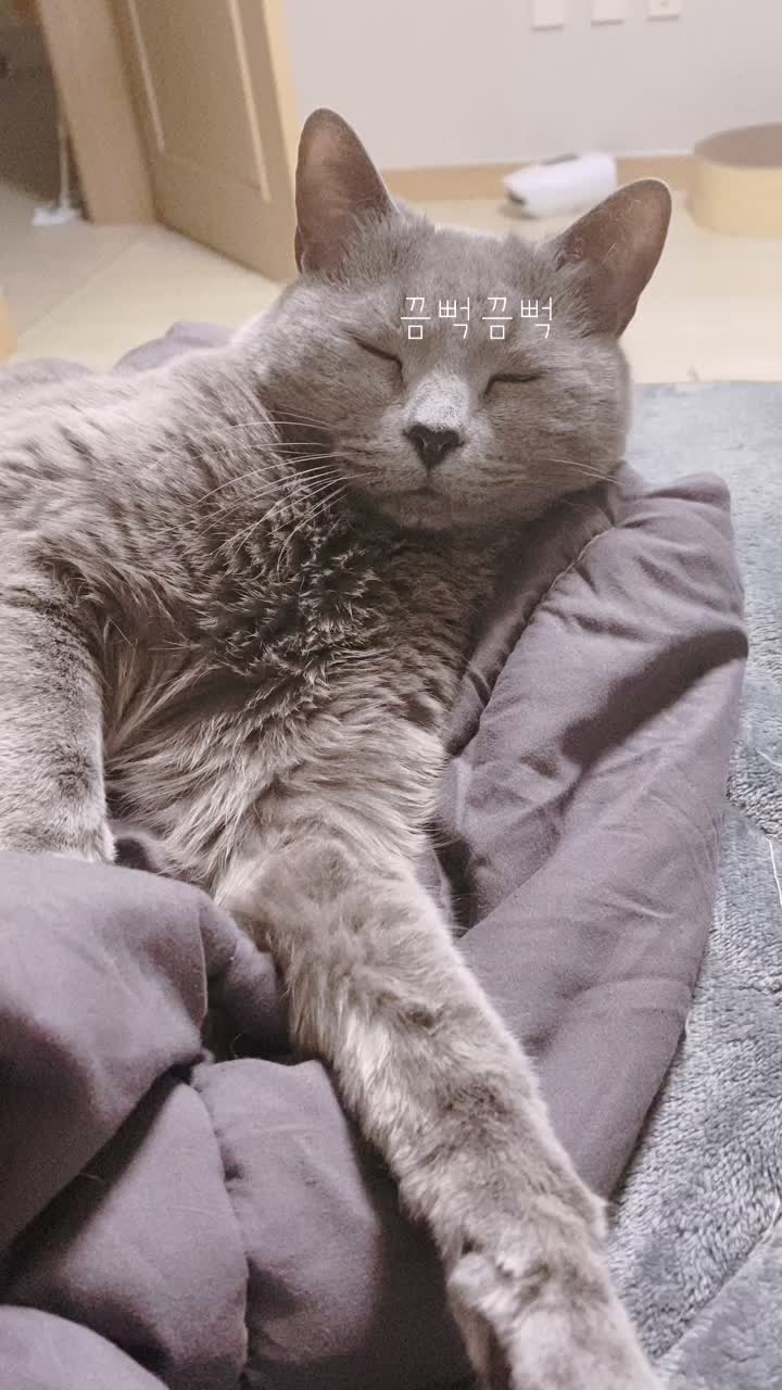 @별이집사😻