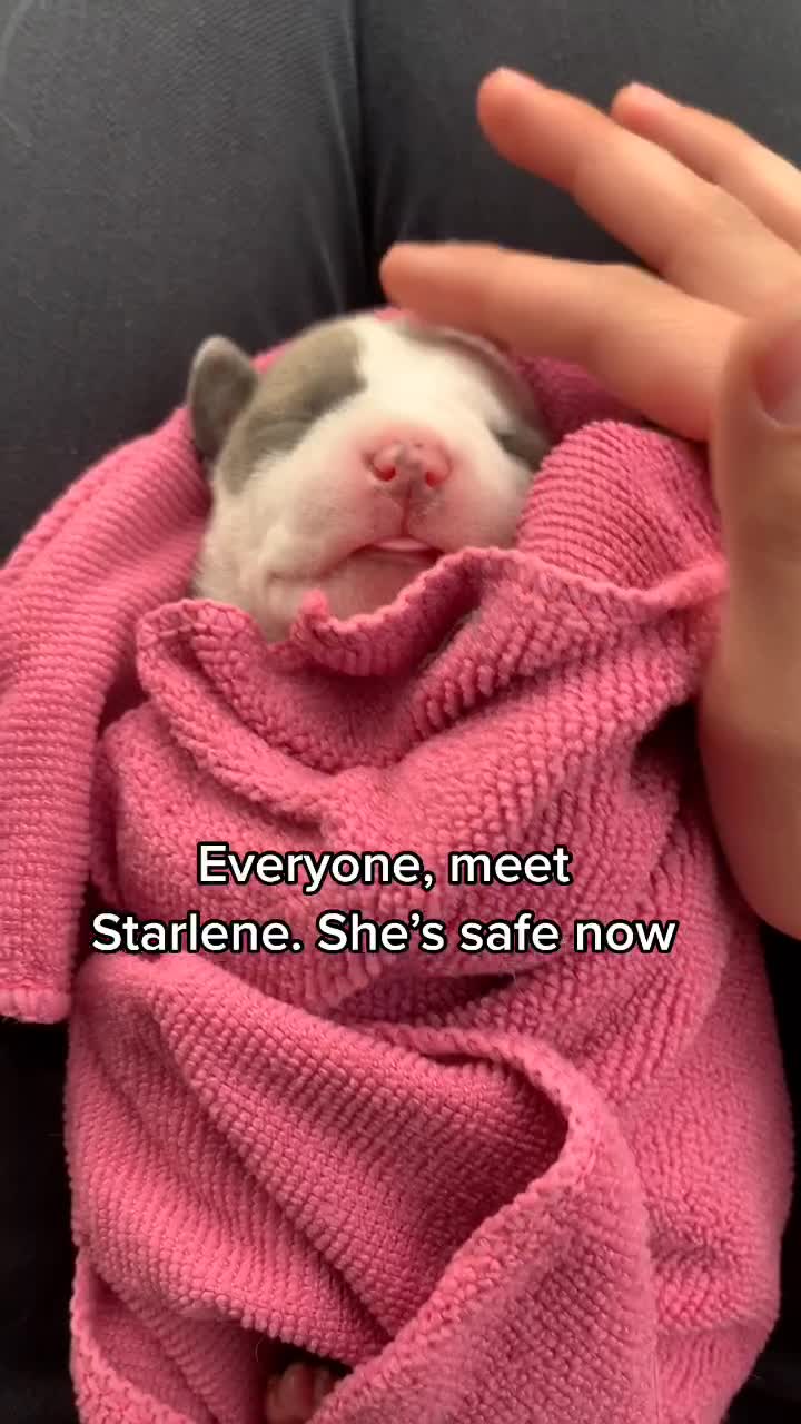 @Ray of Hope Rescue