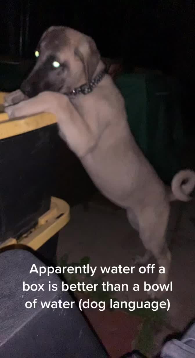 @essexkangals