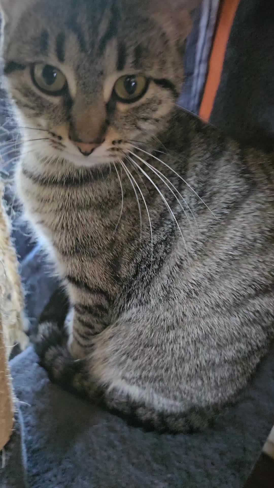 @Catgaga