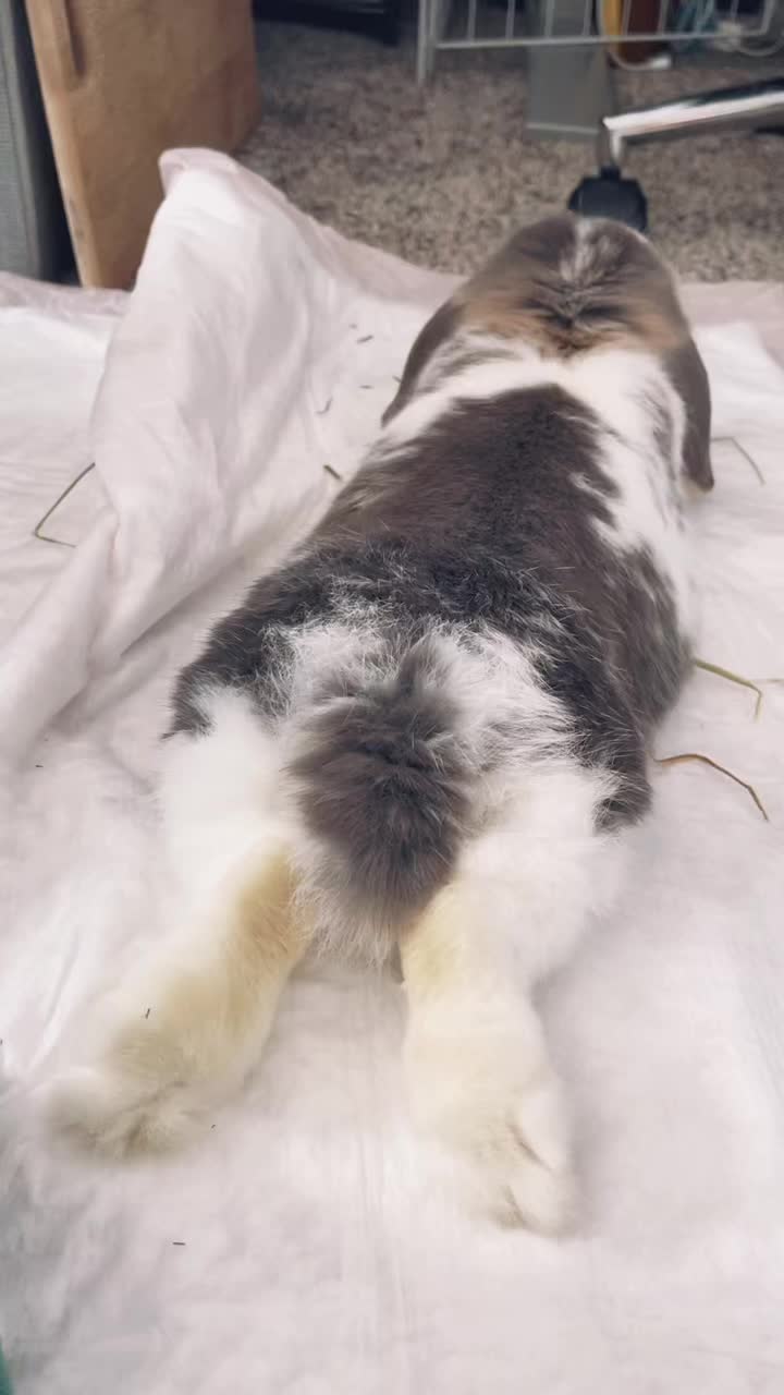 @BunBun and BaeBae