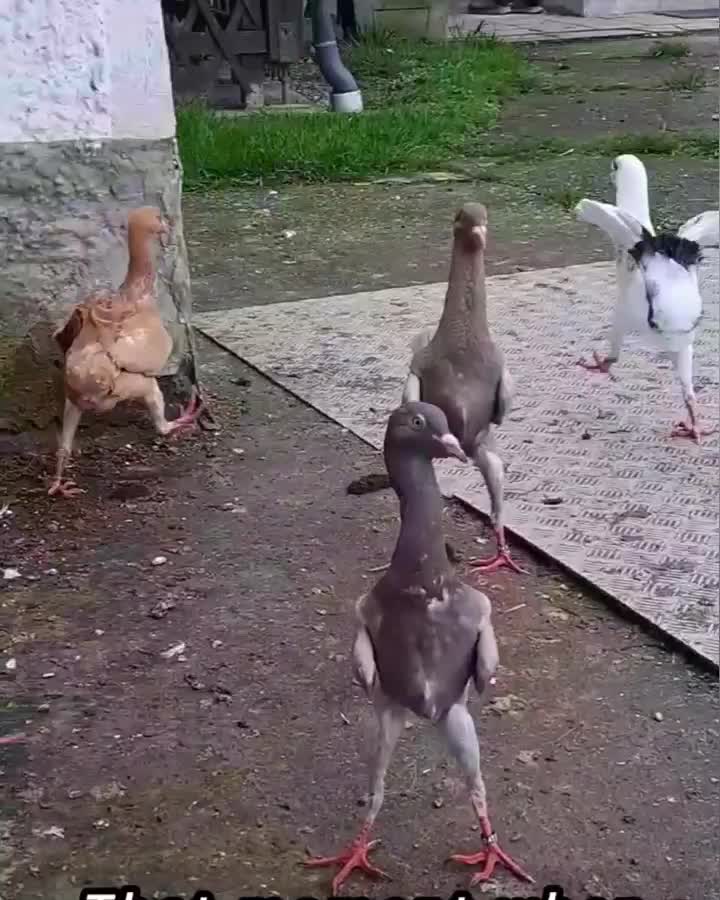 @Pigeons Tv