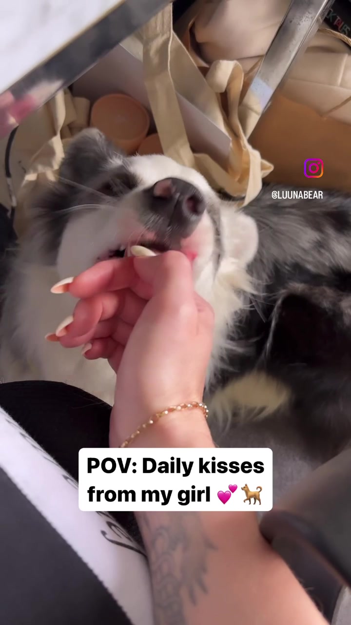 @life.with.collies