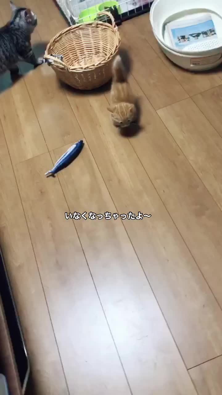 @大福兄弟😽