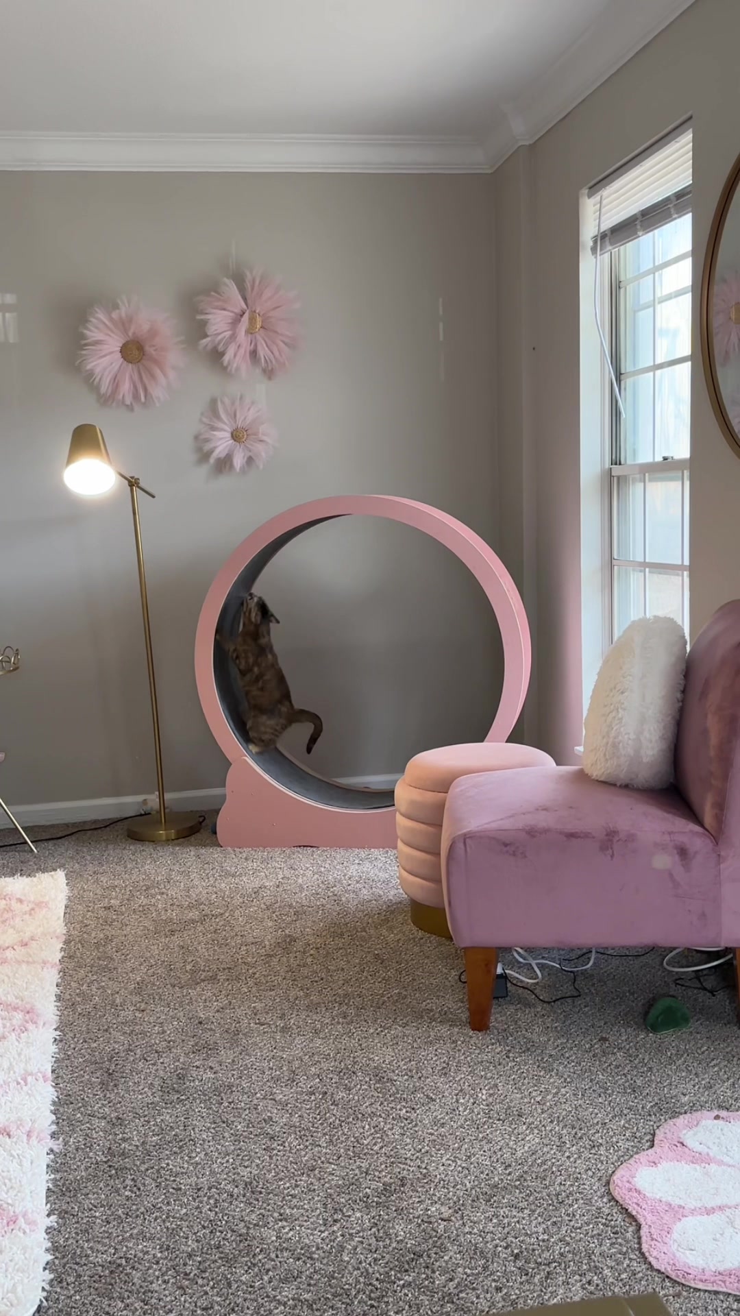 @Petal the kitty