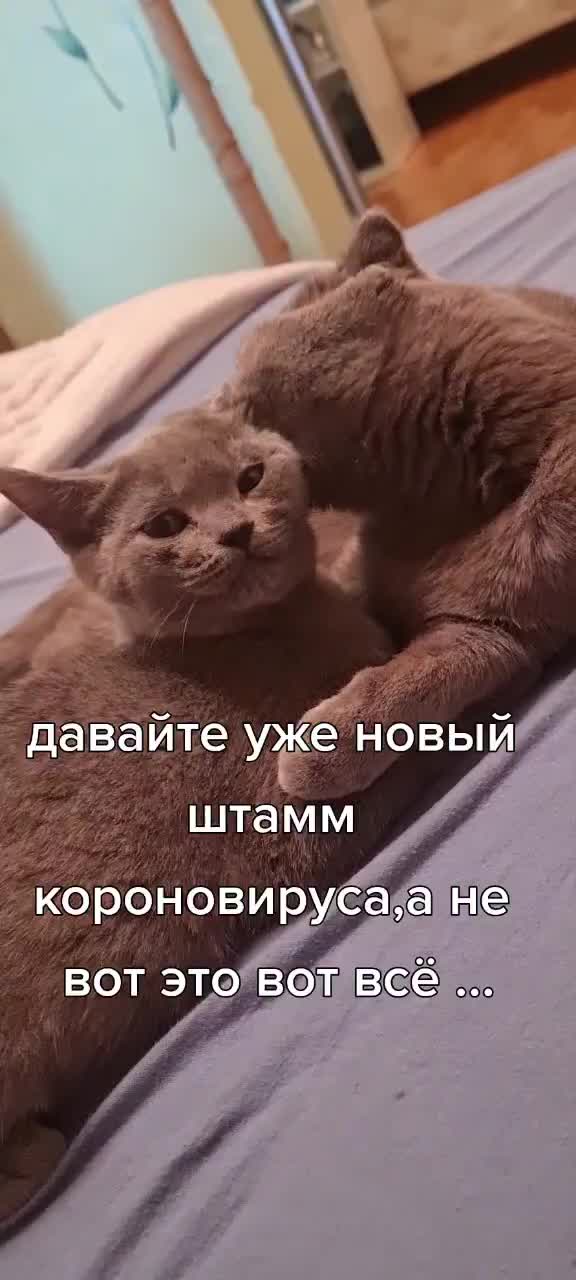 @zena