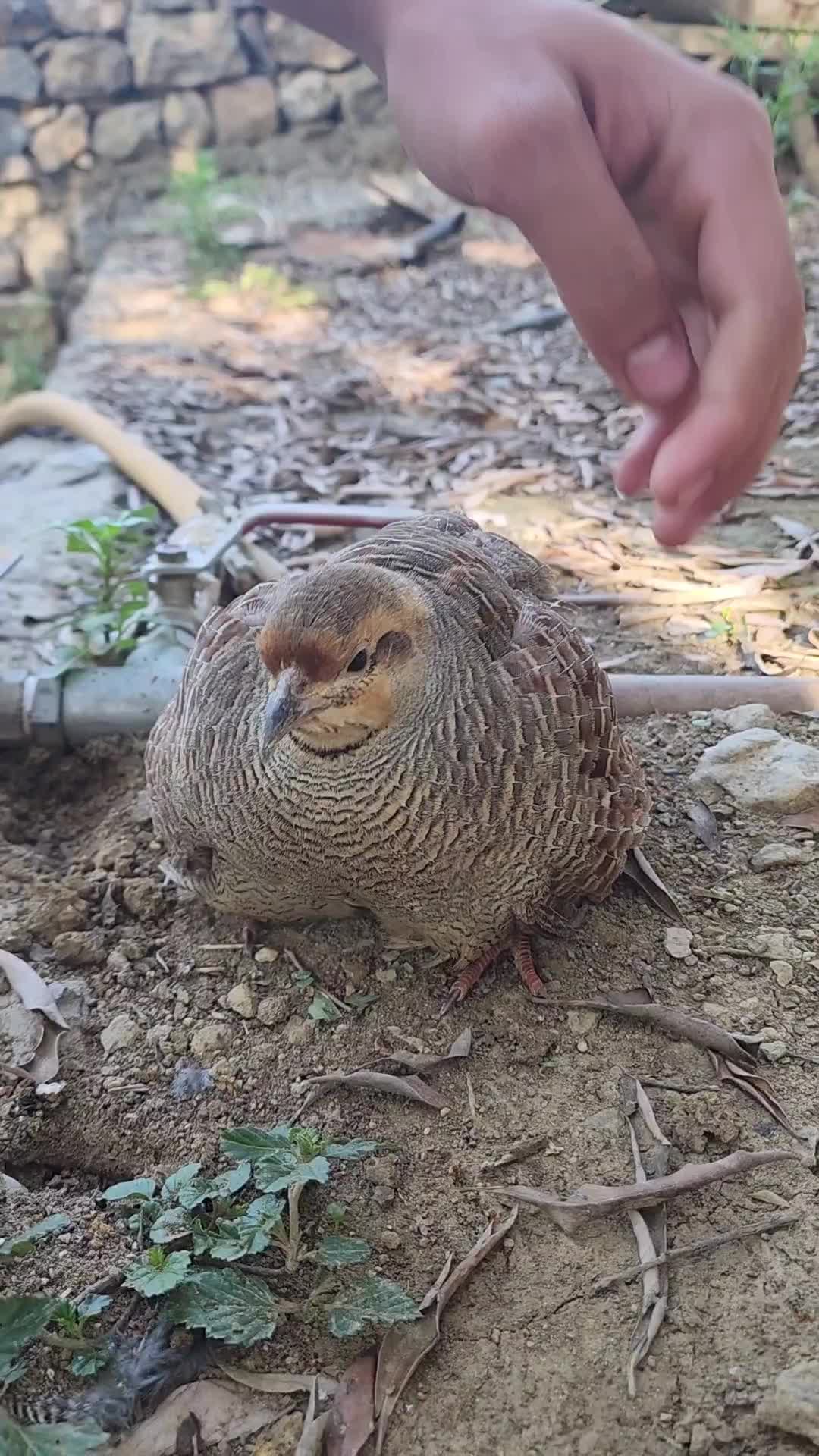 @Birds Lover
