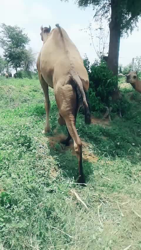 @Rutvik Desai