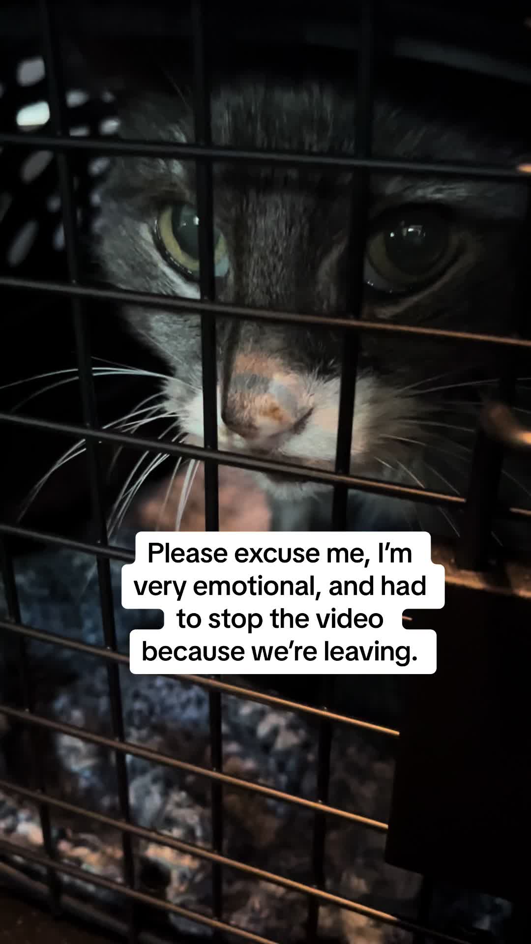 @roxyredcat