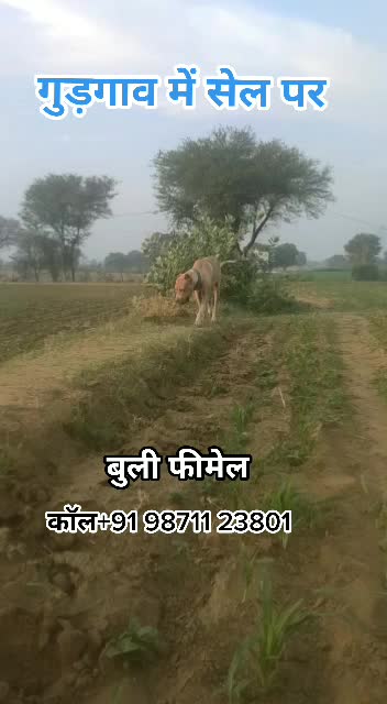 @AKSHA&yen; &reg;&trade;