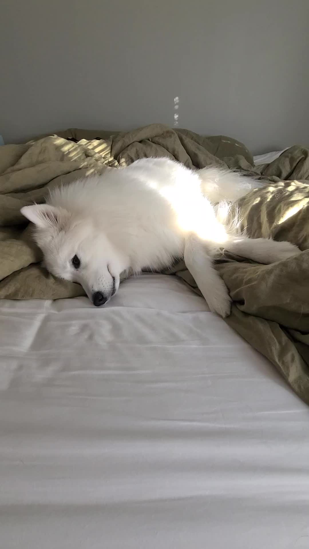 @Lux