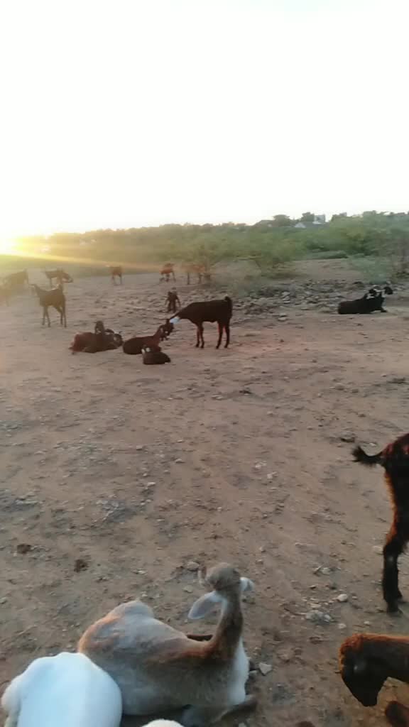 @SK___માલધારી