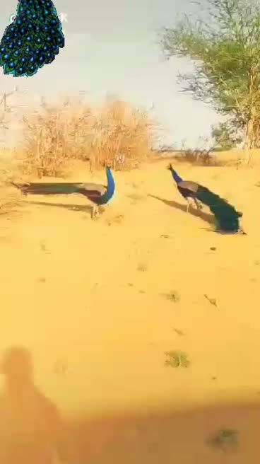 @yashradhika