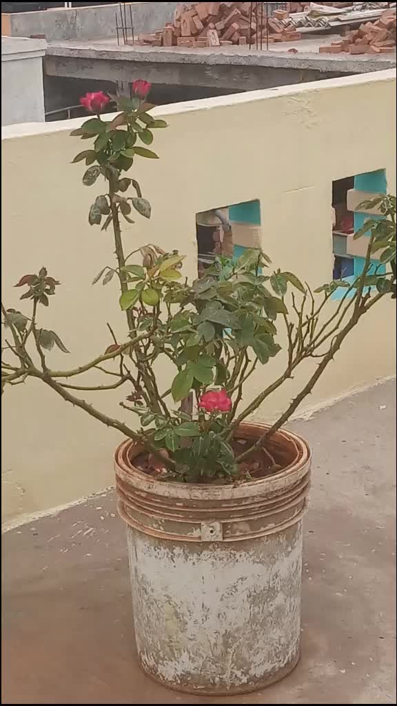 @dillip rubi🌹🌹🌹🌹