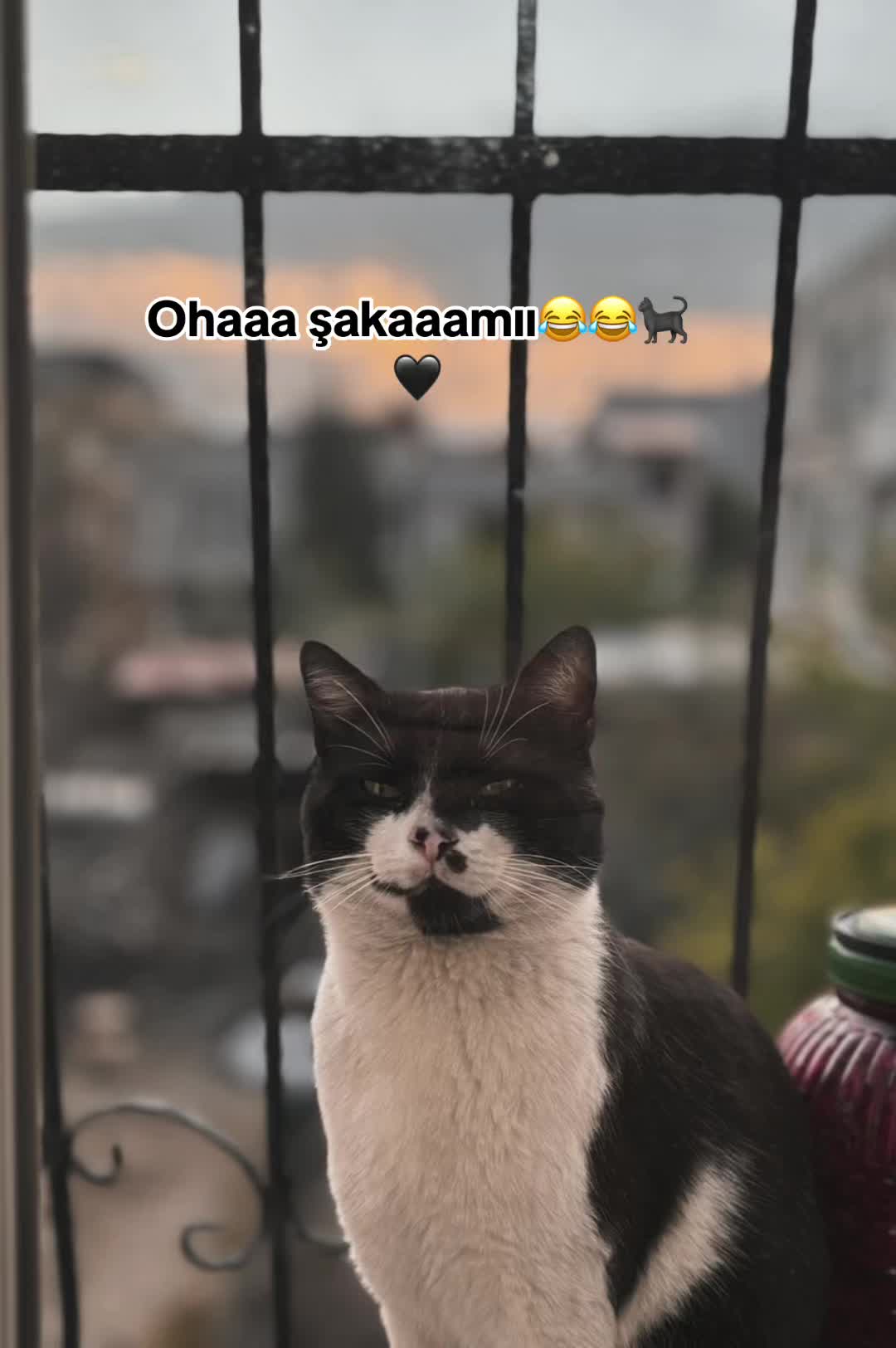 @~ ๐๐๐๐ฝ๐๐ ~