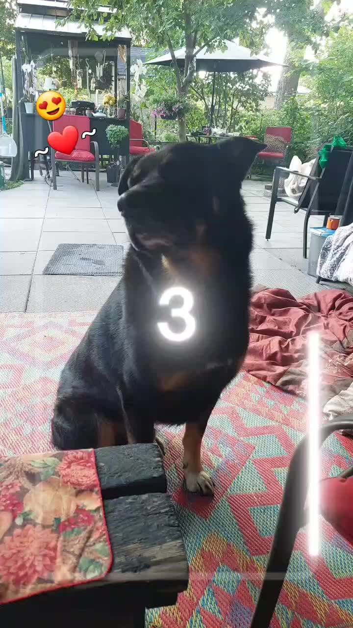 @Thesepupsthough