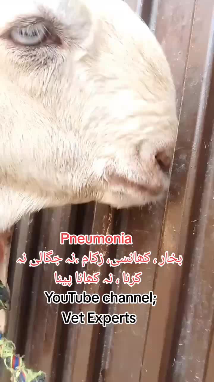 @Dr Abdullah