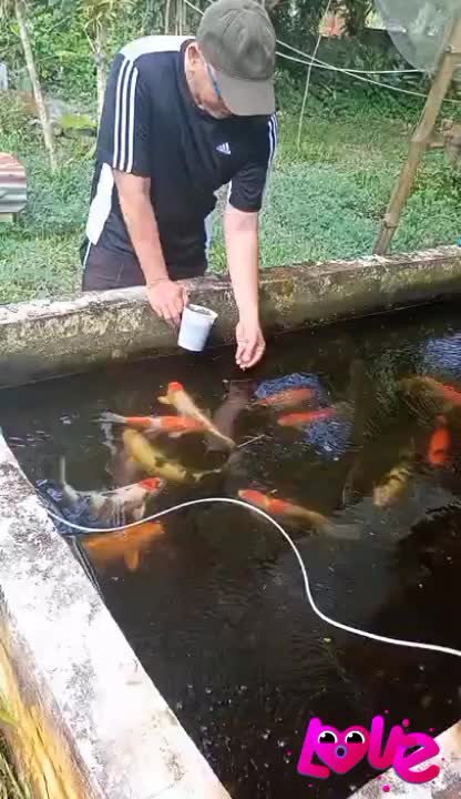 @Giovanni Carlo koi fish guy