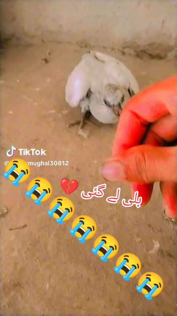 @kaboter Bazi10eb