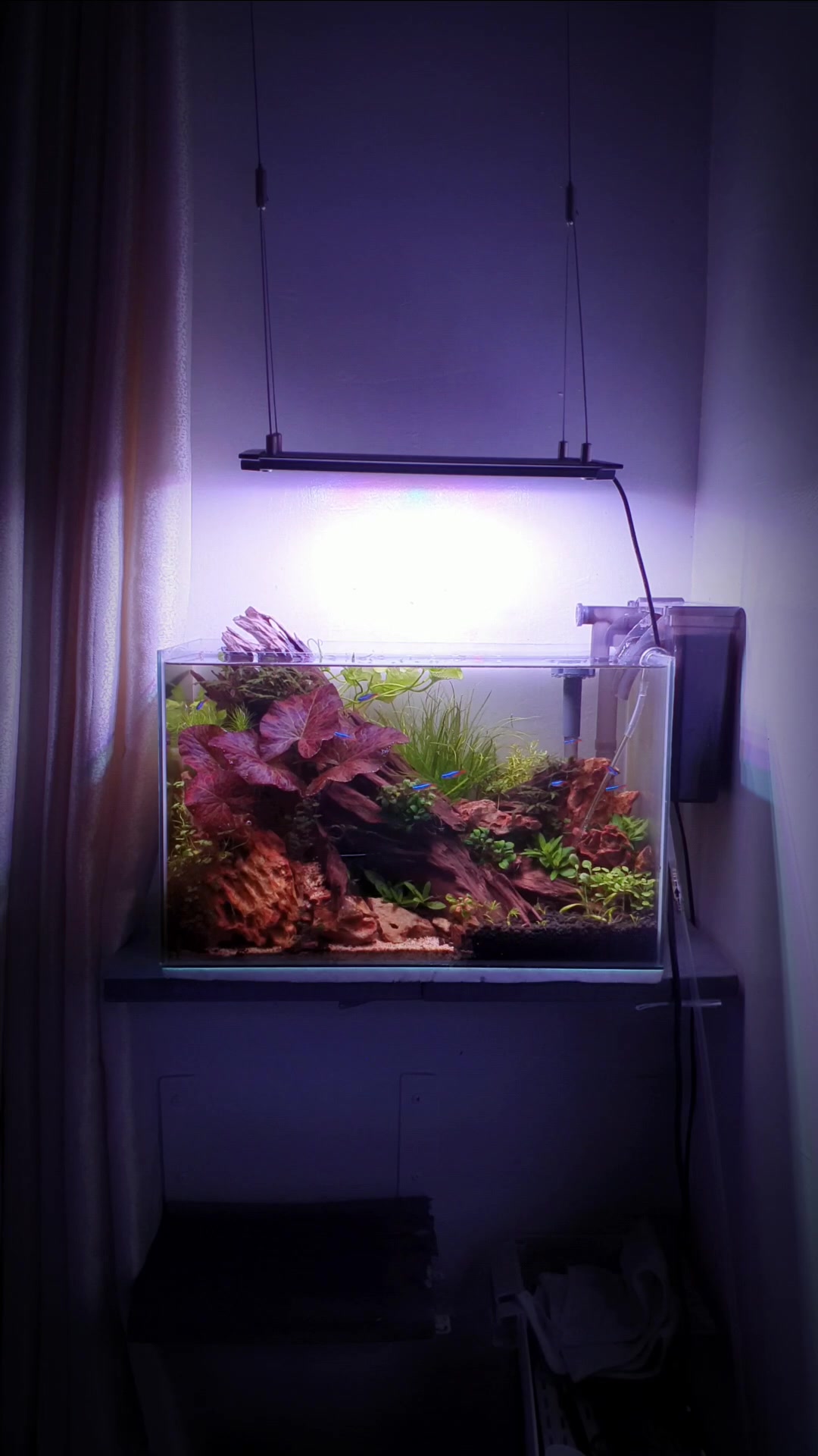 @Ace Aquascape