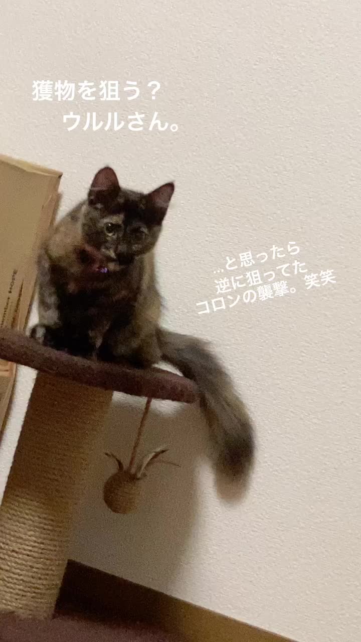 @Toomo-cats🐈