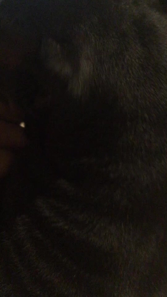 @CoolKitCat