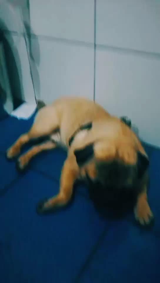 @Norka Elizabeth The Pug