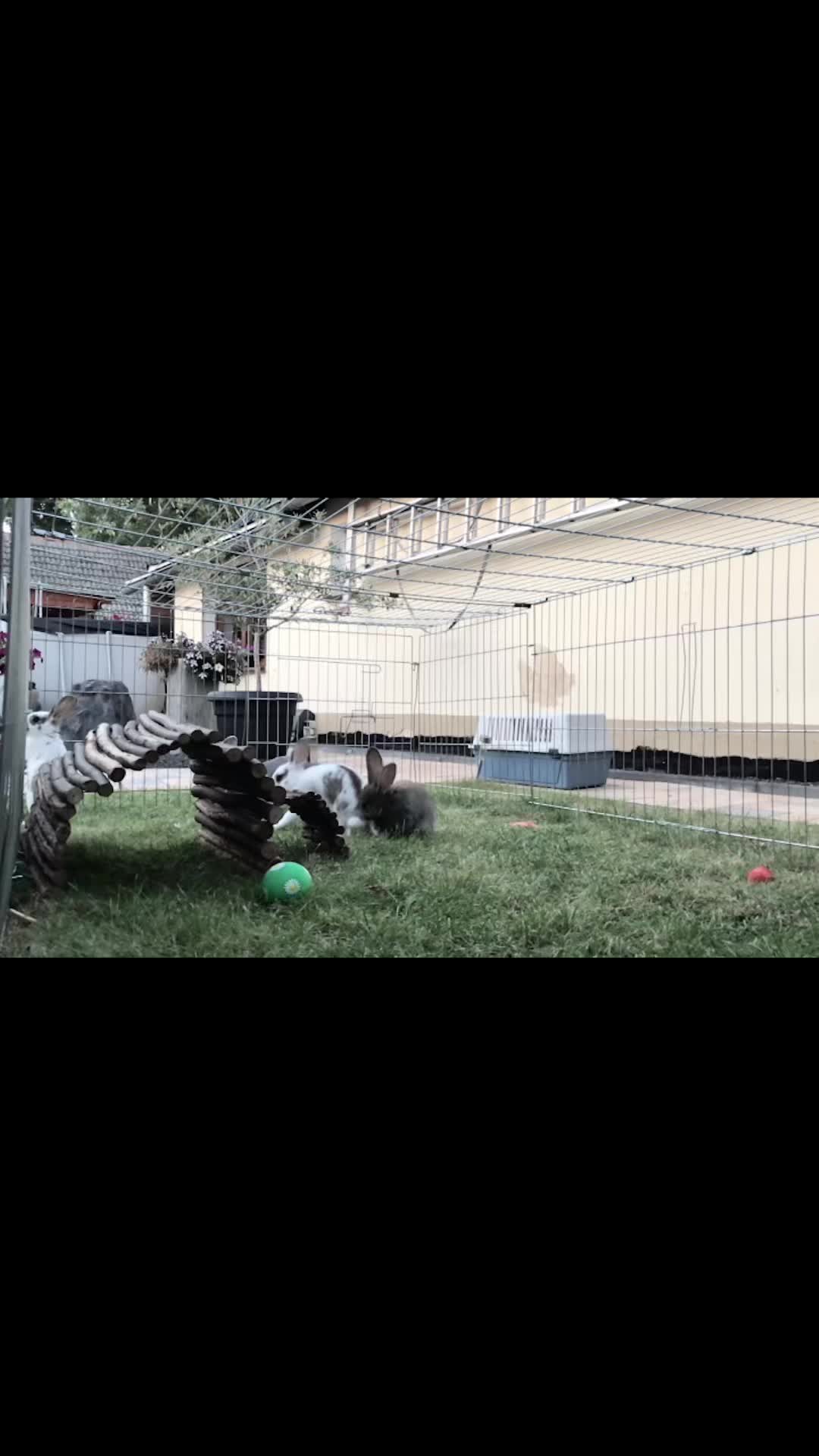 @🐾