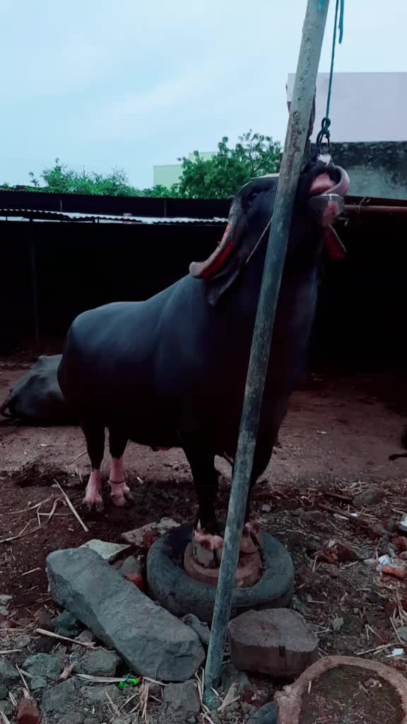 @Mukarm Khan