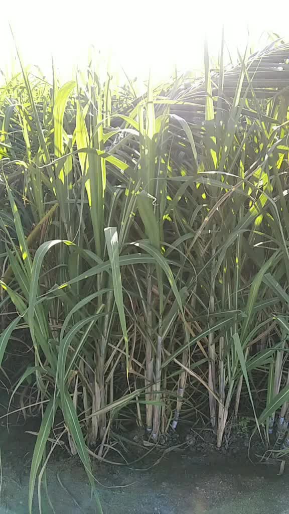 @Arunkumar
