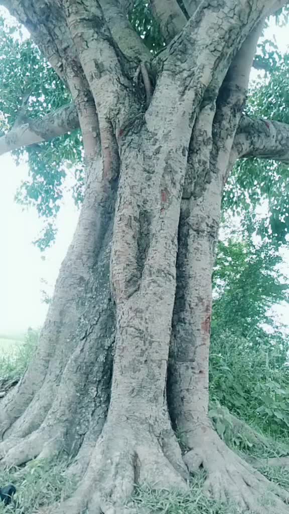@mdfaiyajkhan ak47